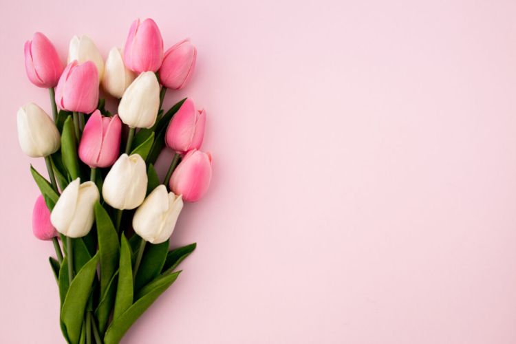 tulipany