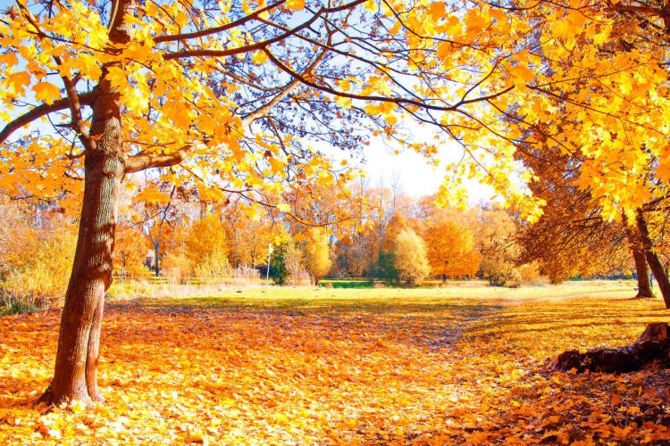 jesienny krajobraz